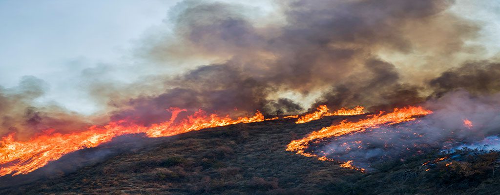 Wildfire banner image