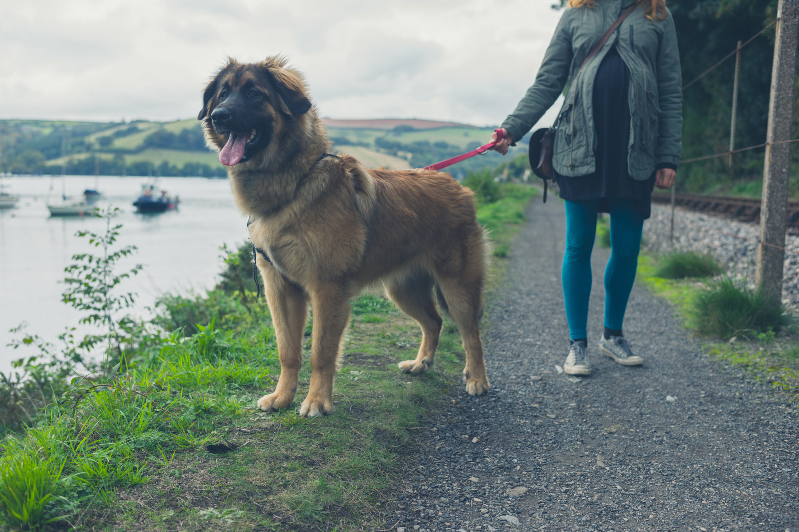 Dog alert and looking into distance on a leash next to a river